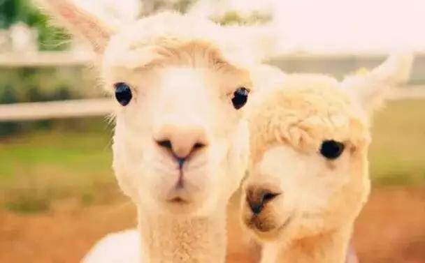  【915-918邵陽(yáng)秋季車(chē)展倒計(jì)時(shí)3天】男人車(chē)展看美女，女人車(chē)展看什么？